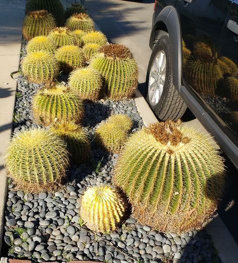 Golden Barrel Cactus "Echinocactus grusonii or Kroenleinia grusonii, popularly known as the golden barrel cactus, golden ball or mother-in-law's cushion, is a species of barrel cactus which is endemic to east-central Mexico. Wikipedia Nickname: the golden barrel cactus Scientific name: Echinocactus grusonii Echinocactus grusonii or Kroenleinia grusonii, popularly known as the golden barrel cactus, golden ball or mother-in-law's cushion. Order: Caryophyllales Kingdom: Plantae Cactus Landscape, Golden Barrel Cactus, Kingdom Plantae, Barrel Cactus, Cactus Garden, Cactus And Succulents, The Golden, Barrel, Cactus