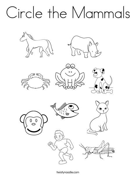 Circle the Mammals Coloring Page - Twisty Noodle Mammals Worksheet, Mammals Activities, Mazes For Kids Printable, Worksheet For Kindergarten, Twisty Noodle, Animal Classification, Worksheets Kindergarten, Animal Worksheets, Mario Coloring Pages