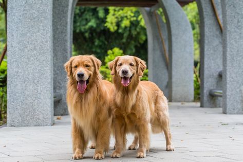 American Golden Retriever, Most Beautiful Dog Breeds, Spaniel Breeds, Most Beautiful Dogs, Great Danes, Bernard Dog, Wire Fox Terrier, Most Popular Dog Breeds, Popular Dog