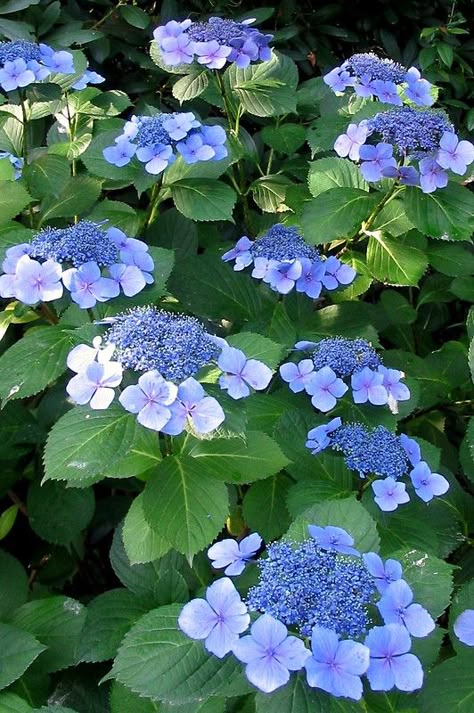 The large outer ring of petals surround the tiny fertile flowers of these healthy lacecap hydrangeas. • Buy this artwork on stationery. Lacecap Hydrangea, Lace Cap Hydrangea, Peonies And Hydrangeas, Hydrangea Garden, Blue Garden, Flowering Shrubs, Blue Hydrangea, Flower Farm, Beautiful Blooms