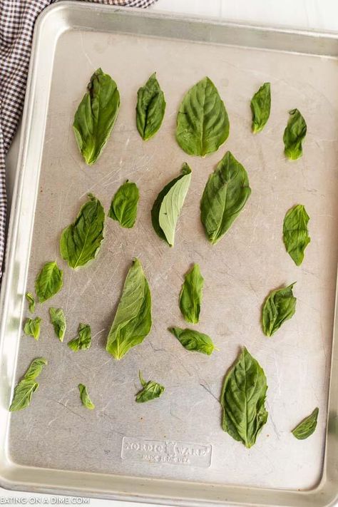 How to Dry Basil Leaves - Eating on a Dime Freezing Pesto, Pesto Pasta Recipes Chicken, Pesto Dishes, Dry Basil, Chicken Bruschetta Recipe, Bruschetta Chicken Pasta, Dried Basil Leaves, Easy Bruschetta, Marinara Sauce Recipe