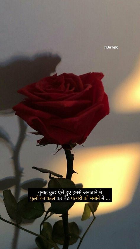 Flower Shayri In Hindi, Rose Shayri Hindi, Rose Quotes Hindi, Rose Shayari In Hindi, 2 Lines Shayri Hindi, Aesthetic Rose Captions, Rose Captions For Instagram, Shayari Book, Real Relationship Quotes