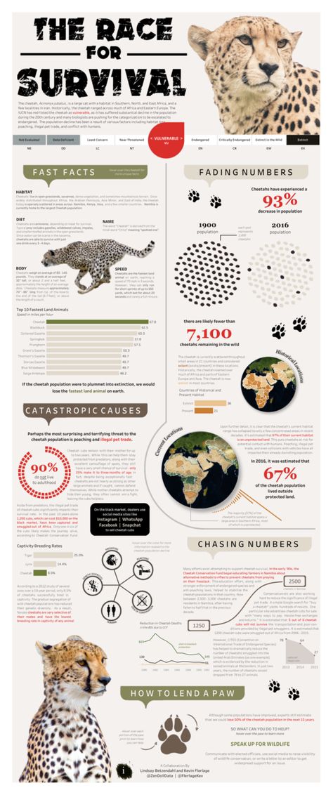 Genetic Diversity, Interactive Infographic, Animal Infographic, Animals Information, Infographic Poster, Fast Facts, Information Graphics, Animal Facts, Cheetahs