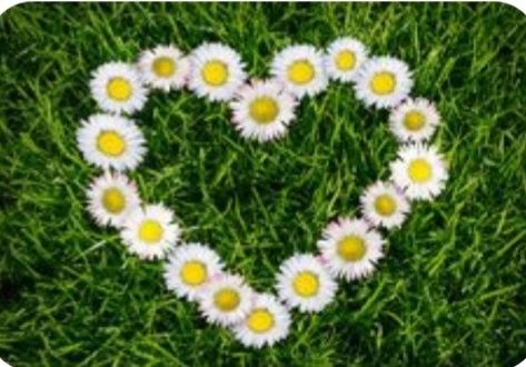 Sacred Flower, Daisy Heart, Sage Plant, Good Night Everyone, Grass Background, Bloom Where Youre Planted, Rose Flower Wallpaper, Divine Love, Facebook Covers