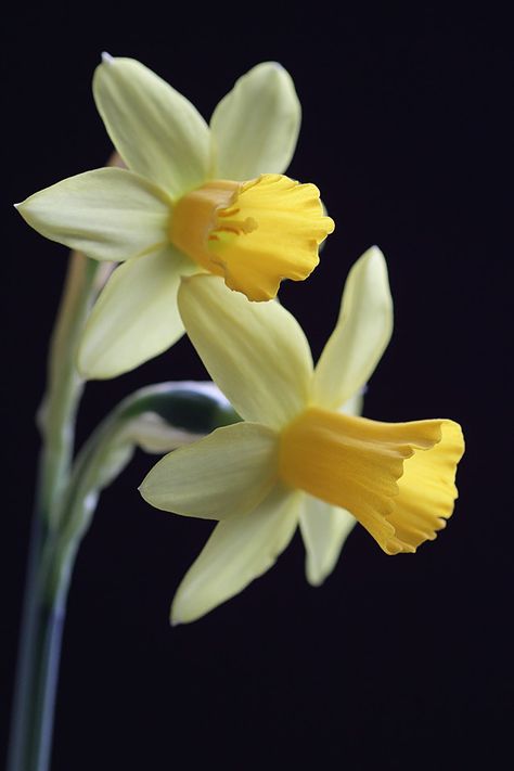 Miniature Daffodils, Daffodil Photography, Narcissus Flower, Plant Art Print, Daffodil Bulbs, Yellow Daffodils, Daffodil Flower, Peonies Garden, Botanical Flowers