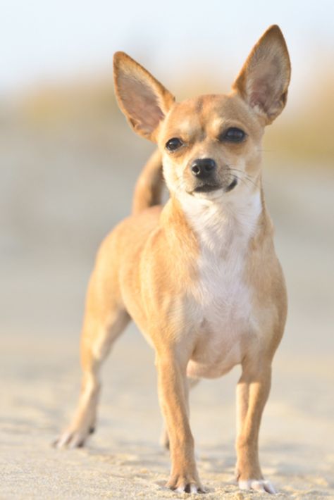 A #chihuahua dog on the beach at sundown (evening) Deerhead Chihuahua, Dog On The Beach, Mexican Wallpaper, Chihuahua Facts, Chihuahuas Dogs, Dog Portraits Art, Chihuahua Mom, Dog Chihuahua, Dog Poses