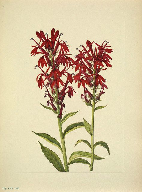 Cardinal flower. Lobelia cardinalis North American wild flowers, Walcott, Mary Vaux, vol. 4 (1925) | by Swallowtail Garden Seeds Lobelia Cardinalis, Wildflower Art, Cardinal Flower, Botanical Illustration Vintage, Botanical Art Prints, Smithsonian Institution, Black Eyed Susan, Art Masters, Botanical Drawings