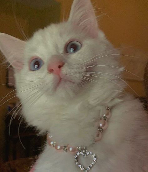 Cat With Pearl Necklace, Fancy Cat Collar, Money Cat, Dream's Cat, Cute Disney Pictures, Cat Bead, Siberian Cat, Cat Aesthetic, Silly Cats