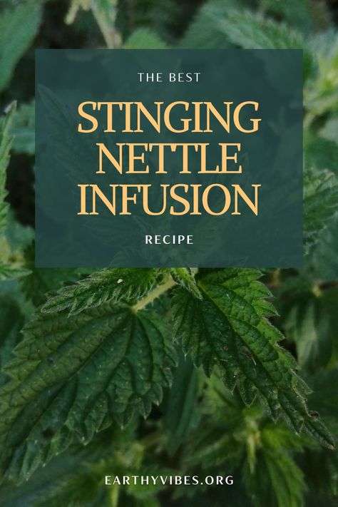 Learn how to make stinging nettle infusion with this easy recipe. This nettle infusion is filled with nourishing micro nutrients, antioxidants and has many other health benefits. Drinking this nourishing drink is a perfect healthy habit for those looking to improve their health & well being. Drink it hot or cold or add some honey if you like! Read about where to get stinging nettle, when to forage it, how to make the best nettle tea and about the health benefits are of drinking nettle infusions. Benefits Of Nettle, Nettle Tea, Clean Eating Plan, Clean Eating Plans, Herbal Tonic, Easy Dinner Recipes For Family, Earthy Vibes, Dinner Recipes For Family Easy, Micro Nutrients