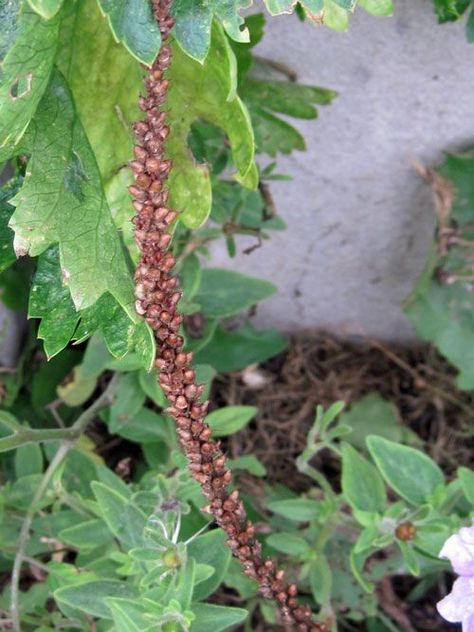 Common Plantain - Weekly Weeder #14 - Range and identification of plantain. Plantain as food and habitat for wildlife. Medicinal uses of common plantain. Plantain folklore. Common Plantain, Plantain Benefits, Plantain Herb, How To Make Plantains, Medicinal Weeds, Deadly Plants, A Blessing In Disguise, Edible Wild Plants, Yard And Garden