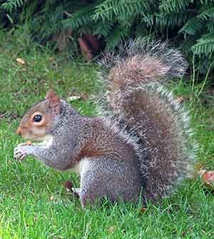 Baby Squirrel Care, What Do Squirrels Eat, Feeding Squirrels, Squirrel Food, Eastern Gray Squirrel, Squirrel Feeders, Squirrel Proof Bird Feeders, Birdhouses Bird Feeders, Grey Squirrel