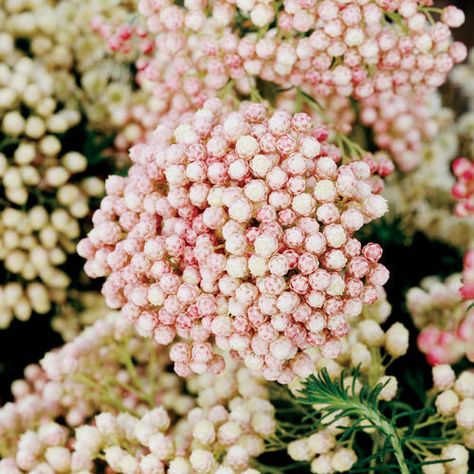 Pink Rice Flower, Kate Austin, Pink Rice, Rice Flower, Neutral Wedding Flowers, Filler Flowers, Australian Wildflowers, City Flowers, Australian Flowers