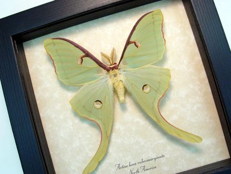 Pinned Moth Display, Real Butterfly Art, Moth Decor, Insects Names, Moth Species, Framed Butterflies, Taxidermy Display, Framed Insect, Insect Taxidermy