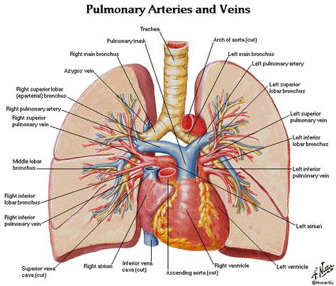 Lung Anatomy Diagram | ... : Thorax,Lungs,Heart Anatomy and Physiology Diagrams Free Download Anatomy Of The Heart, Respiratory System Anatomy, Lung Anatomy, Human Body Facts, Gross Anatomy, Arteries And Veins, Heart Anatomy, Human Body Anatomy, Medicine Student