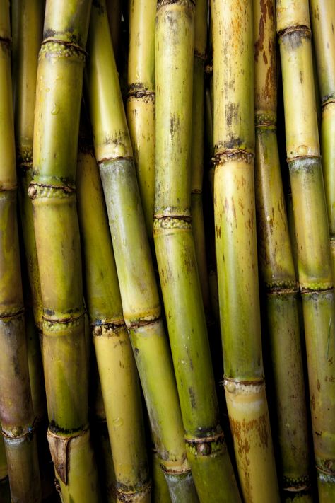 Sugarcane Aesthetic, Flora Aesthetic, Sugar Cane Plant, Edible Grass, Mealy Bugs, Sugarcane Juice, Perennial Grasses, Agricultural Science, Garden Solutions