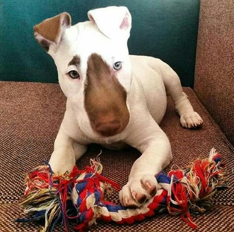 Blue eyed Bull Terrier Mini Bull Terrier, Mini Bull Terriers, Bull Terrier Puppy, English Bull Terriers, Staffordshire Bull Terrier, Bull Terrier Dog, Pitbull Terrier, Beautiful Dogs, Bull Terrier