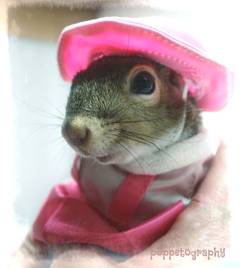 Squirrel Wearing Clothes, Red Squirrel Aesthetic, Squirrel Eating, Pink Squirrel, Sugar Bush, Girl Hair Drawing, Barbecue Squirrel Meme, Animal Dress Up, Nut House