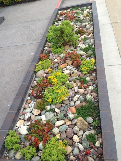 Sidewalk Succulent Garden in Cambria.