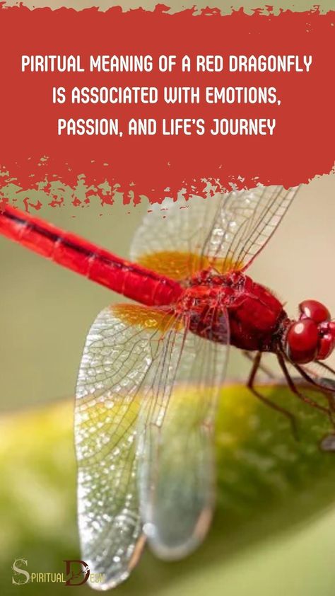 The spiritual meaning of a red dragonfly is associated with emotions, passion, and life’s journey. It symbolizes transformation, adaptability, and wisdom gained through life experiences. #gain #experience #experiences #wisdom #transformation #journey #life #passion Dragon Fly Spiritual Meaning, Seeing A Dragonfly Meaning, Red Dragonfly Meaning, Red Dragonfly, Red Dragonfly Spiritual Meaning, Dragonfly Meaning Spiritual, Red Dragon Fly Spiritual Meaning, Dragon Fly Symbolism, Dragonfly Significance