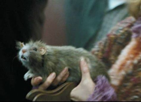 Scabbers, Ron's pet rat; Harry Potter and the Prisoner of Azkaban Ravenclaw And Slytherin, Ron Weasley Aesthetic, Harry Potter Pets, Gryffindor Ravenclaw, Weasley Aesthetic, Barty Crouch Jr, Gryffindor Aesthetic, Pet Rat, Peter Pettigrew