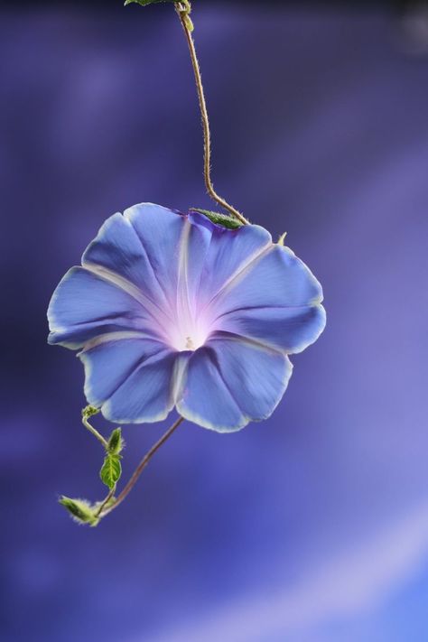 Morning Glory Flowers Aesthetic, Morning Glory Aesthetic, Glory Aesthetic, The Singularity, Blue Morning Glory, Morning Glory Flowers, Blue Morning, Broken Mirror, Flowers Aesthetic