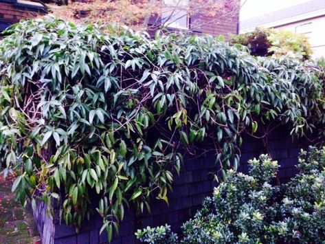 13 Best Evergreen Vine Climbers Evergreen Wall, Climbing Plants Fence, Privacy From Neighbors, Porch Gardening, Evergreen Climbing Plants, Evergreen Clematis, Evergreens For Shade, Wall Climbing Plants, Clematis Trellis