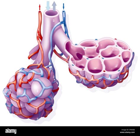 Download this stock image: LUNG ALVEOLUS, DRAWING - CPKXXB from Alamy's library of millions of high resolution stock photos, illustrations and vectors. Lung Anatomy, Image Processing, Anatomy, Photo Image, High Resolution, Stock Images, Resolution, Stock Photos, Illustrations