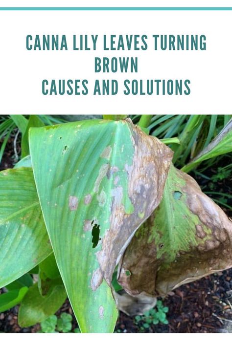 canna lily leaves turning brown Canna Lily Care, Canna Lily Garden, Lily Leaves, Canna Lily, Garden Bulbs, Flower Care, Garden Of Eden, Bulb Flowers, Growing Flowers