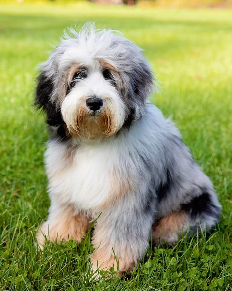 Australian Mountain Doodle Mountain Doodle, Mixed Breed Puppies, Doodle Puppies, Doodle Puppy, Bearded Collie, Pet Allergies, Doodle Coloring, Doodle Dog, Hobby Farms