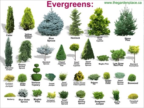 Landscape Low Maintenance Front Yard, Landscape Ideas Evergreen, Landscaping Evergreens Front Yard, Front Yard Tree Planting Ideas, Corner Bush Landscaping, Landscaping For Long House, Acreage Front Yard, Front Yard Gardens Low Maintenance, Dutch Gardens The Netherlands