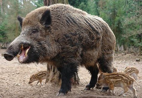 Different Breeds of Wild Hogs | texas natural wildlife distinguishing feral hogs from introduced wild ... Feral Pig, Wild Boar Hunting, Dangerous Creatures, Boar Hunting, Hog Hunting, Wild Pig, Skull Sketch, Wild Hog, Hunting Party