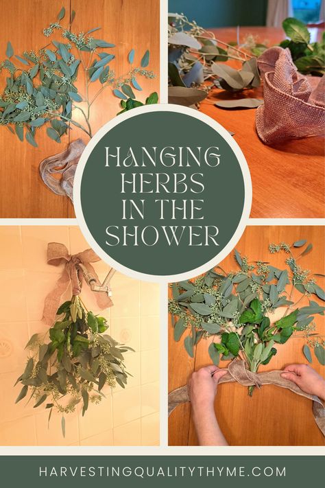 Four images with text in the center of the pin. Each image shows a step of how to create a bundle of herbs to hang in the shower. Herbs To Hang In Bathroom, Shower Bouquet Bathroom, Hanging Herbs Aesthetic, Shower Herbs, Herb Arrangements, Rosemary Shower Bundle, Dried Herbs Hanging, Herbs For Allergies, Dry Sage