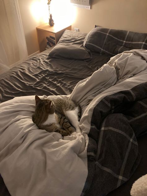 Cozy Bed Astethic, Make The Bed Aesthetic, Cats In Apartments Aesthetic, Phone On Bed Aesthetic, Cats On Beds Aesthetic, Cozy Bedtime Aesthetic, Man Sleeping In Bed Aesthetic, Cat In Bed Aesthetic, Bed Time Aesthetic