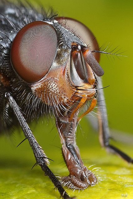 Kind of cute close-up. Nature Miniature, Sculpt Ideas, Macro Insects, Macro Fotografie, Weird Insects, Insect Eyes, Macro Photography Insects, Regard Animal, Foto Macro