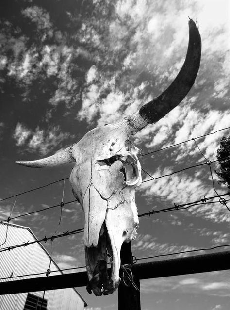 Western Photography, Print Photography, Bull Skull, Cow Skull, Boho Interior, Photography Wall, Photography Wall Art, Limited Edition, Black And White