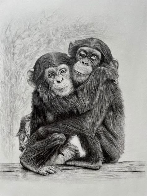 Charcoal Pencils Drawings, Animals In Love Drawing, Ape Drawing, Chimpanzee Sketch, Monkey Art Design, Chimpanzee Drawing, Chimpanzee Illustration, Chimpanzee Painting, Monkey Drawings