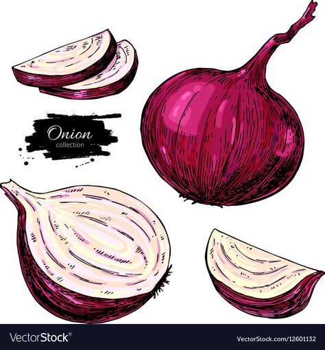 Onion Drawing, Drawing Farm, Farm Market, Hand Drawn Vector Illustrations, Hand Drawn Vector, Vegetarian Food, Food Drawing, Red Onion, Recipe Book