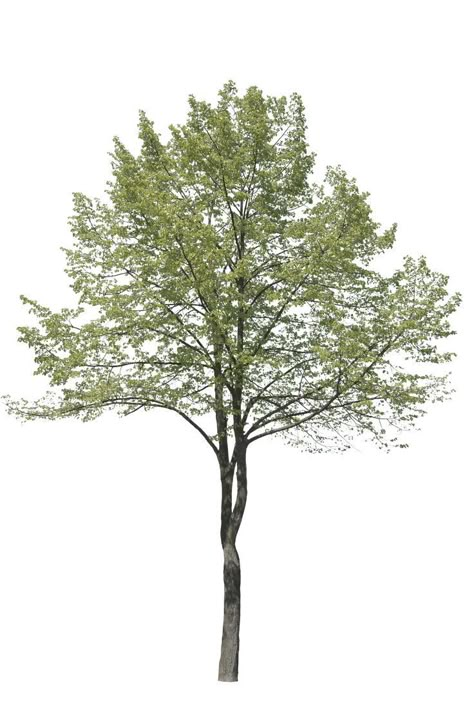 Trees For Collage, Architecture Tree Png, Tree Brush Photoshop, Tree Png Photoshop, Trees Rendering, Vegetation Png, Tree Elevation, Tree Plan Png, Photoshop Tree