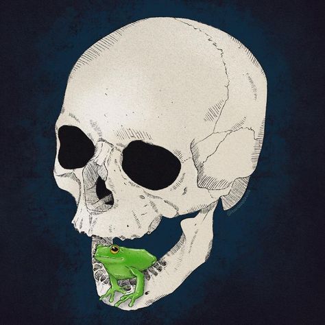 Frog Skull, Want To Draw, Things I Want, Drawing Stuff, To Draw, I Want, Art Drawings, Texture, Tattoos