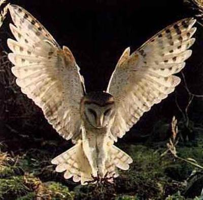 Owl Oc, Labyrinth Masquerade Ball, Owl Aesthetic, Labyrinth Masquerade, Owl Wings, Barn Owls, Owl Wallpaper, Owl Photos, Owl Pictures