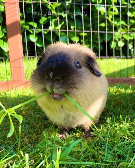 Guinea Pigs Aesthetic, Pig Pics, Guinea Pigs Funny, Pig Pictures, Baby Guinea Pigs, Pet Guinea Pigs, Cute Guinea Pigs, Cute Small Animals, Guinea Pig Cage