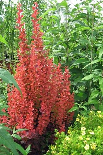 Rocket Plant, Orange Rocket Barberry, Plant Palette, Home Garden Ideas, Red Rocket, Black Thumb, Foundation Planting, Planting Shrubs, Inspire Me Home Decor