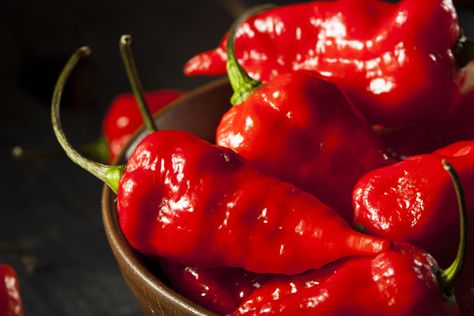 Don't underestimate this pepper as one of the hottest foods in the world. Como Plantar Pitaya, Hot Peppers Plants, Bhut Jolokia, Red Ghost, Hot Pepper Seeds, Hot Sauces, Ghost Peppers, Hot Peppers, Pepper Plants