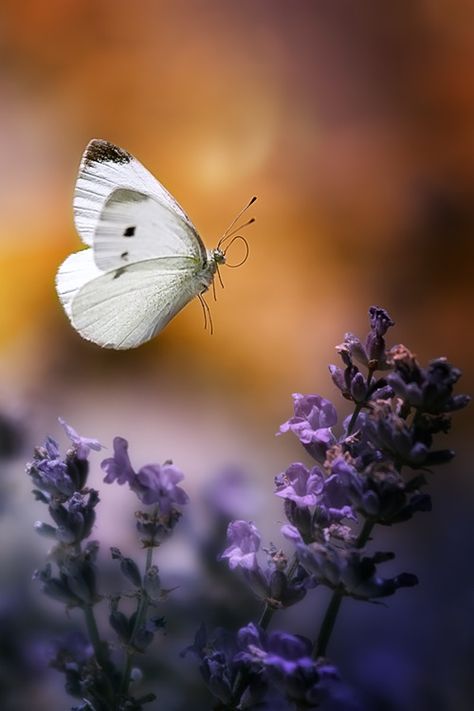 simplesmente-beautiful-mundo: ❥ ‿ ↗ ⁀ simplesmente-beautiful-mundo h4ilstorm: Aterragem                                                                                                                                                      More Butterfly Kisses, White Butterfly, Lavender Flowers, Butterfly Flowers, Beautiful Butterflies, Simply Beautiful, Beautiful Creatures, Nature Beauty, Beautiful World