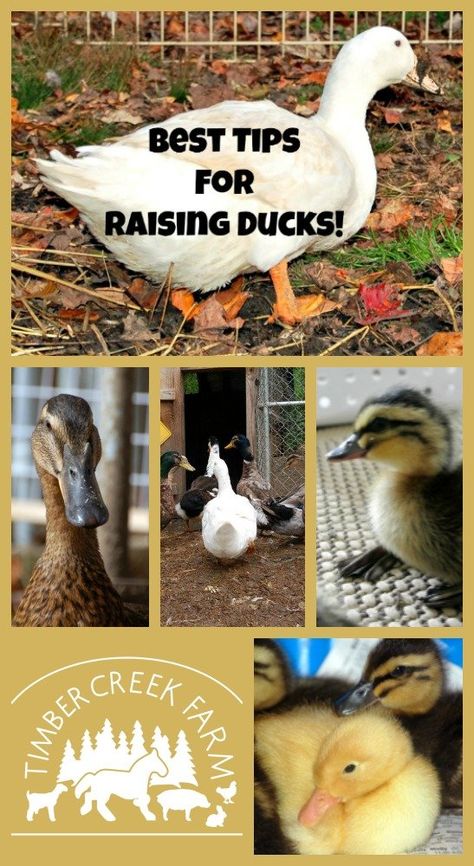 Raising Ducks - 9 Best Tips for Keeping Ducks Happy and Healthy - Timber Creek Farm Duck Pool Ideas, Duck Coop Ideas, Duck Raising, Duck Care, Keeping Ducks, Duck Food, Pool Food, Duck Ideas, Pet Duck