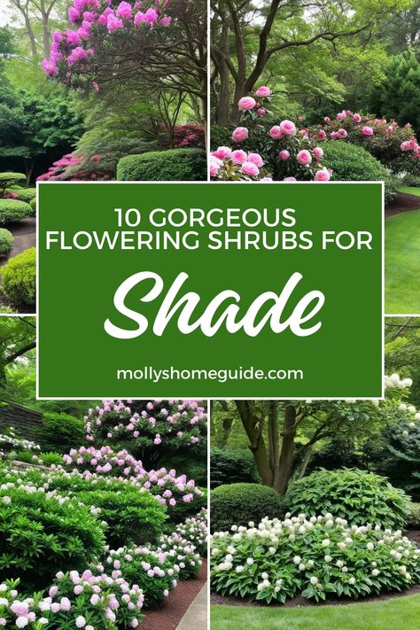 Discover the best shrubs that thrive in shady spots! From beautiful evergreen shrubs with flowers to flowering shrubs perfect for winter, there are plenty of options to brighten up your shaded garden. Explore the top picks for shade loving shrubs and create a vibrant oasis even in partial shade. Whether you're looking for bushes that love shade or evergreen shrubs for shade, this collection has something for every shady corner of your yard. Front Yard Landscaping For Shaded Area, Shrubs That Grow In Shade, Shade Shrubs Landscaping, Low Sunlight Plants Outdoor, Shady Plants Backyards, Low Maintenance Shade Garden, Modern Shade Garden, Flowering Perennials For Shade, Full Shade Garden Ideas