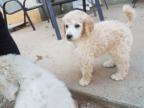 Poodle Puppies For Sale | Fayetteville, GA Standard Poodle Puppies, Poodle Puppy Standard, Poodle Puppies For Sale, Poodle Grooming, Poodle Puppies, Dog Grooming Business, Black Lab Puppies, Lab Puppies, Poodle Puppy