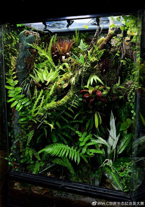 Bioactive Vivarium, Wall Terrarium, Tropical Terrariums, Frog Terrarium, Gecko Terrarium, Aquarium Garden, Aquascape Design, Beautiful Terrariums, Food To Eat