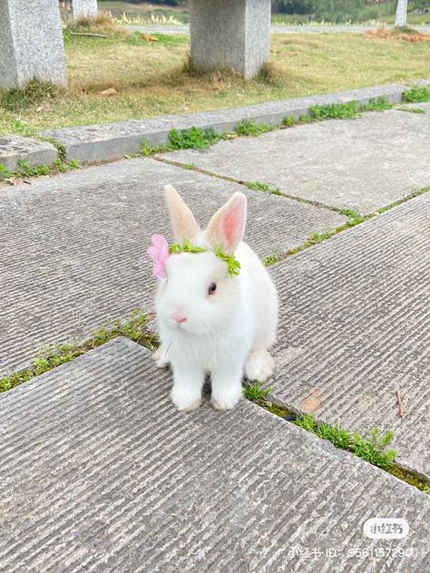 Cute Bunny Pictures, Alexa Demie, White Rabbits, Bunny Pictures, Rabbit Art, Cute Animal Photos, Cute Animal Pictures, Hello Spring, Hamsters