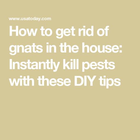 How to get rid of gnats in the house: Instantly kill pests with these DIY tips Diy Gnat Spray, How To Get Rid Of Gnats In House Plants, How To Get Rid Of Gnats In The House, Gnats Get Rid Of In Kitchen, Getting Rid Of Nats, Bed Bugs Essential Oils, Gnat Bites, How To Kill Gnats, Gnat Spray